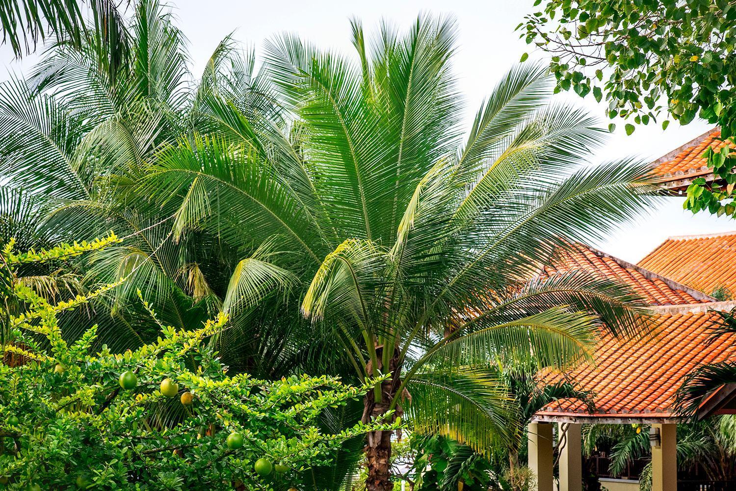 Romana Resort & Spa Mui Ne Esterno foto